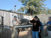 petting full grown snow leopard