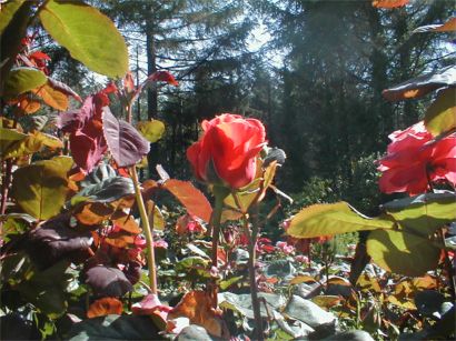 one of the roses in the rose garden