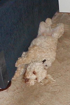 he just loves to get by the couch