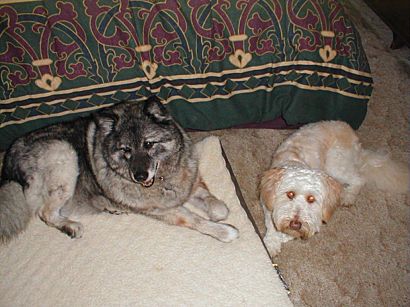 Buddy with our elkhound, Loki.  She passed away in August 2001