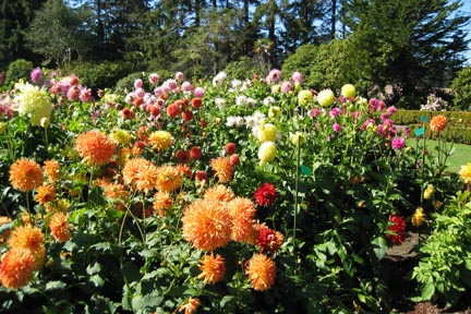 dahlias abound in July and August